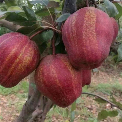 早酥紅梨苗