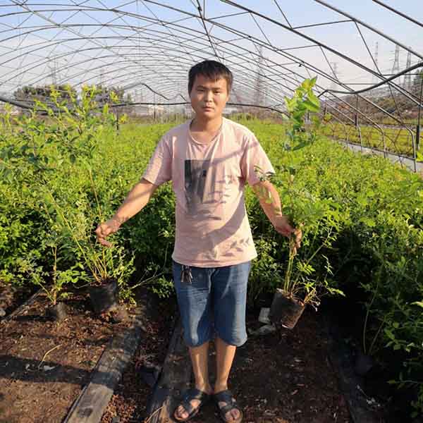 藍莓苗病蟲害防治技術介紹