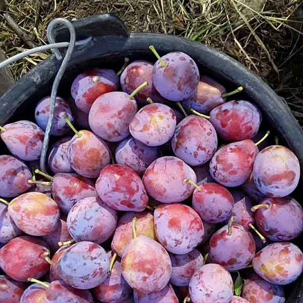 法蘭西西梅李子樹苗基地批發，多少錢一顆