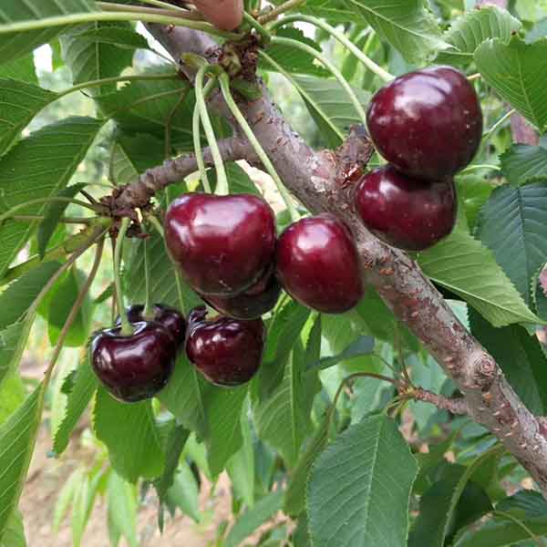 塔瑪拉大櫻桃樹苗育苗基地，哪里有矮化塔瑪拉櫻桃樹苗賣