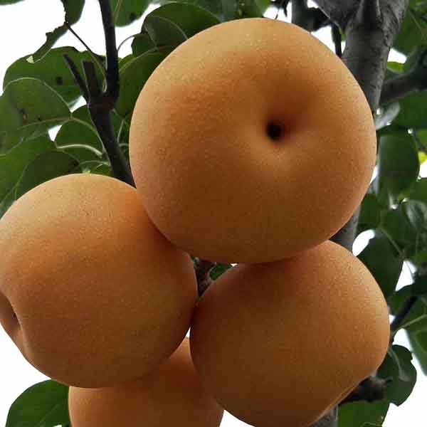 秋月梨樹苗的價格,秋月梨樹苗的種植基地在哪里