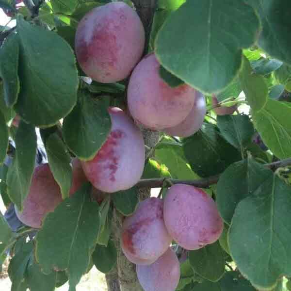 西梅樹苗品種有哪些?1-2年的西梅苗育苗基地