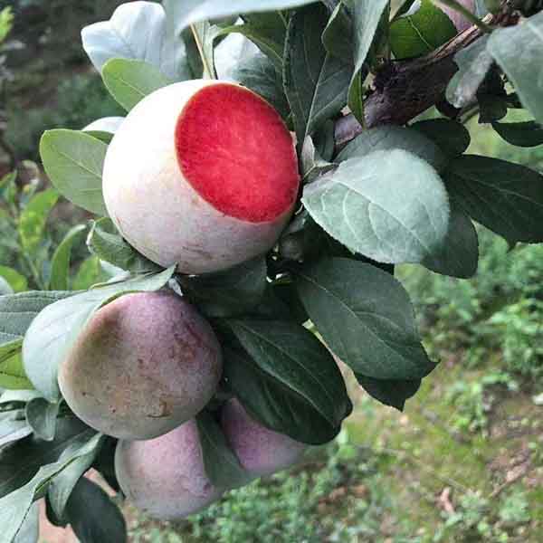 未王李子樹苗基地批發(fā)，哪里有未王杏李樹苗賣