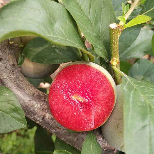 恐龍蛋李子苗供應基地，恐龍蛋杏李樹苗批發(fā)報價