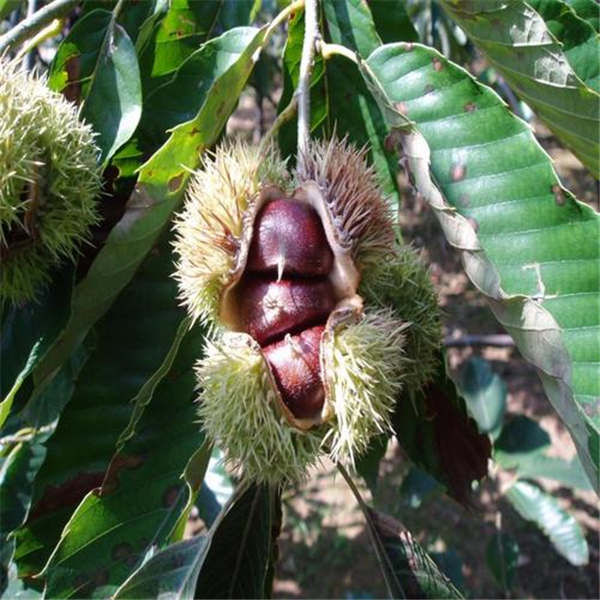 板栗樹苗品種有哪些？貴州云南地區(qū)種植那個板栗苗品種好