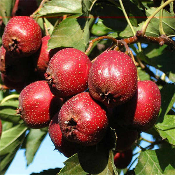 大金星山楂品種特點簡介,基地培育大金星山楂苗批發價格