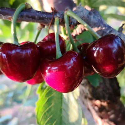 桑提娜櫻桃苗基地批發價格多少錢，哪里能買到