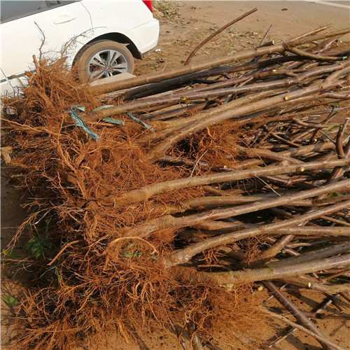 瑞德櫻桃苗(圖2)