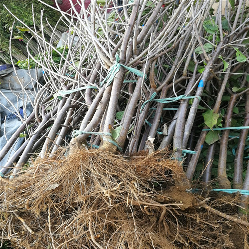 車厘子櫻桃苗(圖3) 車厘子櫻桃苗(圖3)