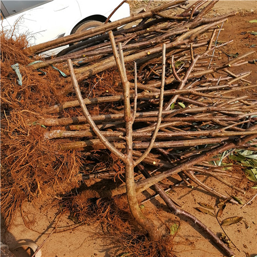 魯櫻三號(hào)櫻桃苗(圖2)