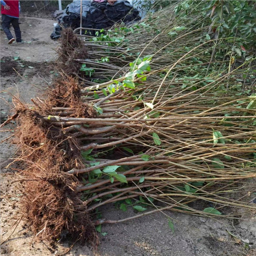 齊早櫻桃苗(圖2)