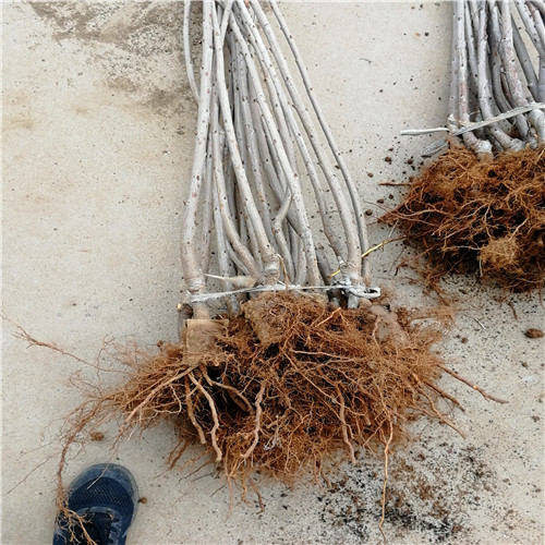 塔瑪拉櫻桃苗(圖2)