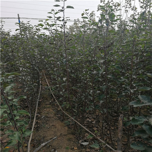 早酥紅梨苗(圖2)