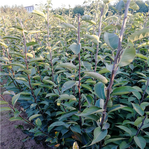 秋月梨樹(shù)苗(圖2) 秋月梨樹(shù)苗(圖2)