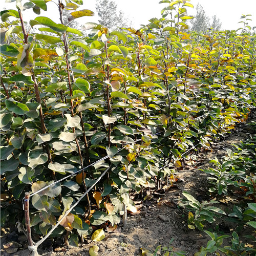 丹霞紅梨苗(圖2)