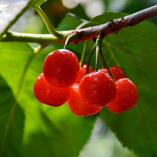 塔瑪拉櫻桃苗(圖1)