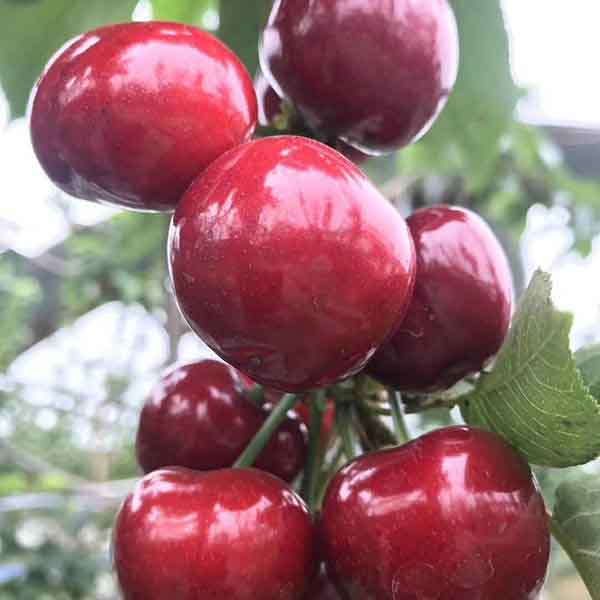 瑞德櫻桃苗(圖1)