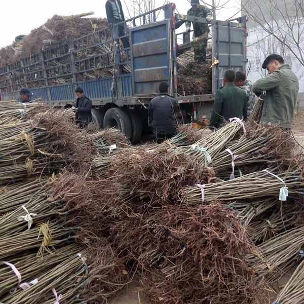 10萬板栗苗發云南