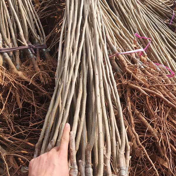 10萬板栗苗發云南(圖3)