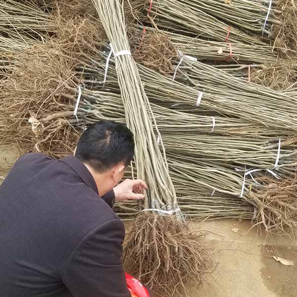 10萬板栗苗發云南(圖4)