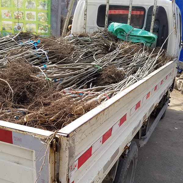 客戶到基地采購核桃樹苗