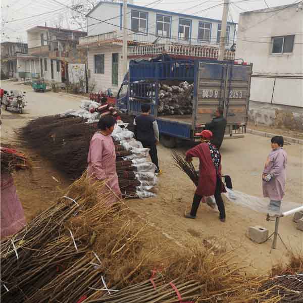 50萬花椒苗裝車發云南