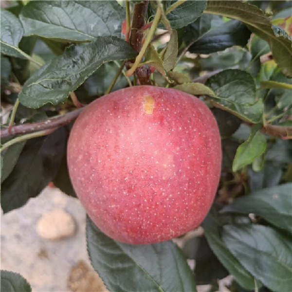 煙富10號蘋果苗哪里有賣 煙富十號蘋果苗基地批發價格