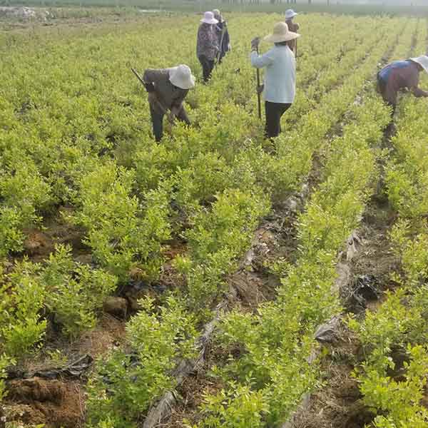 奧尼爾藍莓苗(圖3) 奧尼爾藍莓苗(圖3)