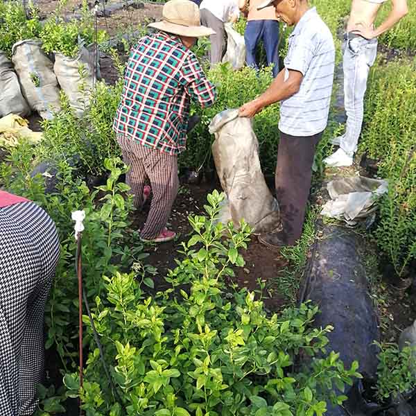 優瑞卡藍莓苗(圖3) 優瑞卡藍莓苗(圖3)