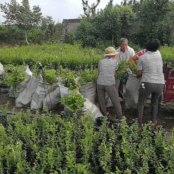 萊克西藍莓苗(圖4) 萊克西藍莓苗(圖4)