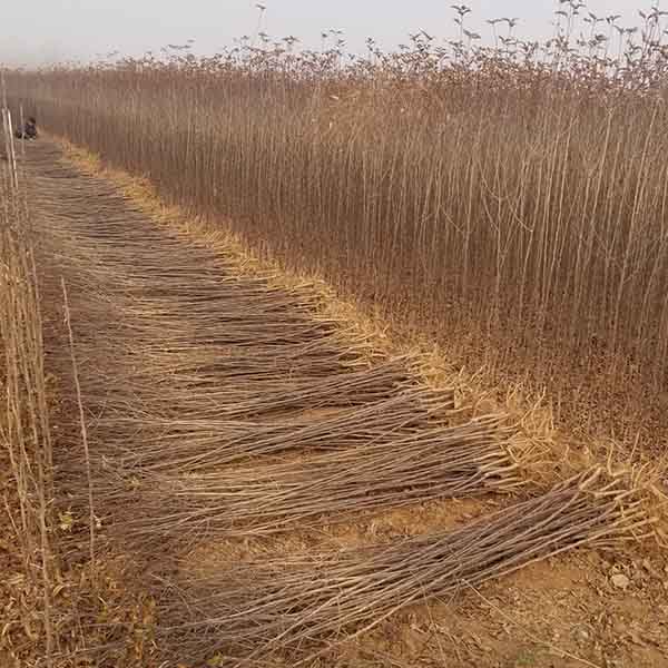 煙富0號蘋果苗(圖2) 煙富0號蘋果苗(圖2)