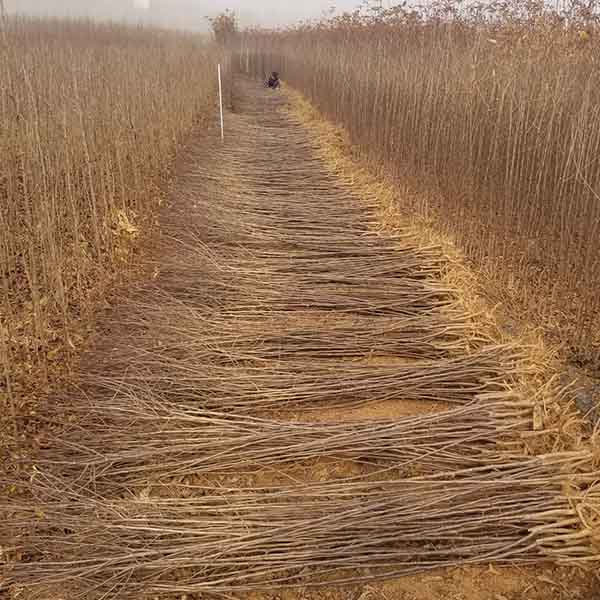 煙富0號蘋果苗(圖3) 煙富0號蘋果苗(圖3)