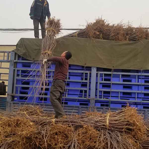 煙富3號(hào)蘋果苗(圖3) 煙富3號(hào)蘋果苗(圖3)