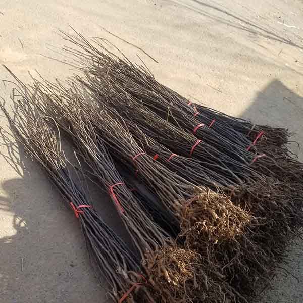 梨樹(shù)苗哪里有 梨樹(shù)苗的種植基地在哪里