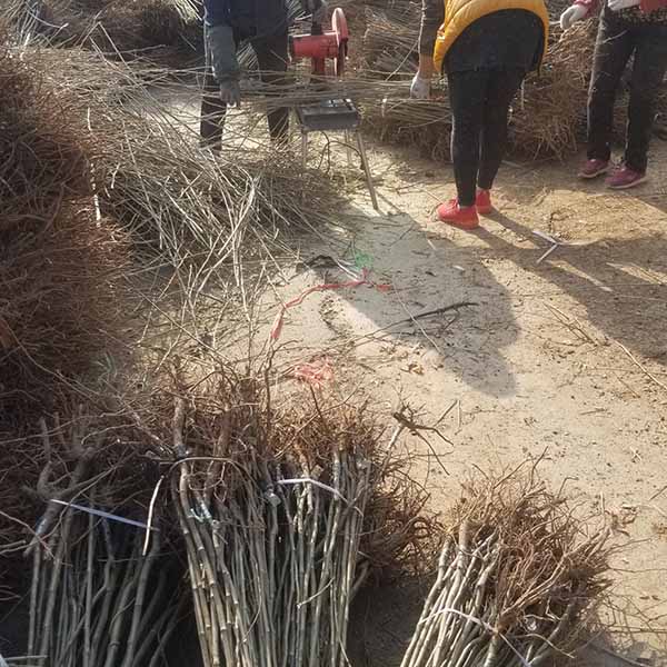 板栗苗多少錢(qián)一顆 哪里有賣(mài)板栗苗的