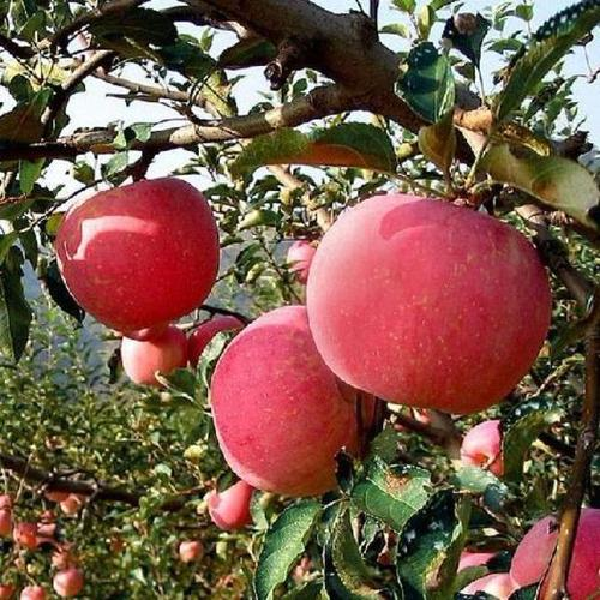 蘋(píng)果苗的價(jià)格 蘋(píng)果苗哪里有賣(mài)的
