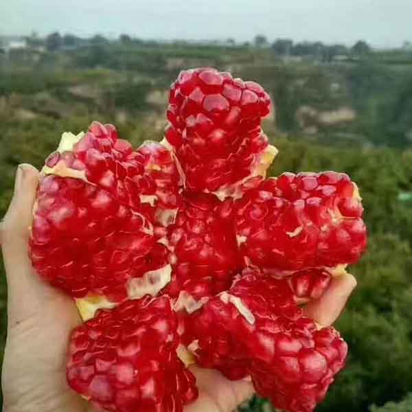 軟籽石榴苗(圖1) 軟籽石榴苗(圖1)