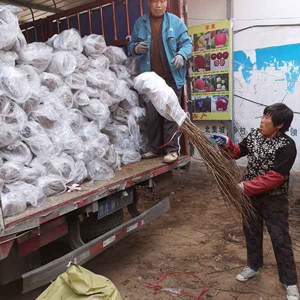 軟籽石榴苗(圖3) 軟籽石榴苗(圖3)