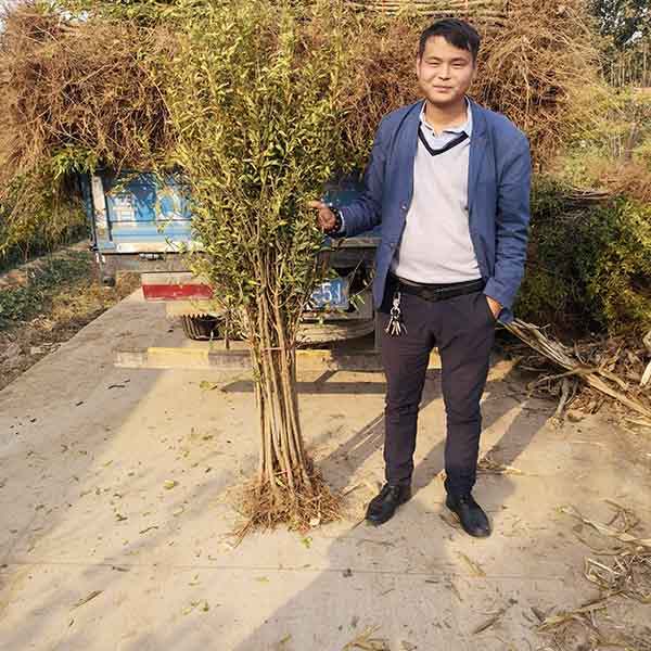 軟籽石榴苗(圖4) 軟籽石榴苗(圖4)