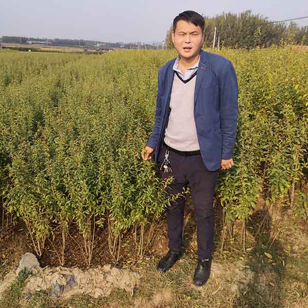 泰山紅石榴苗(圖2)