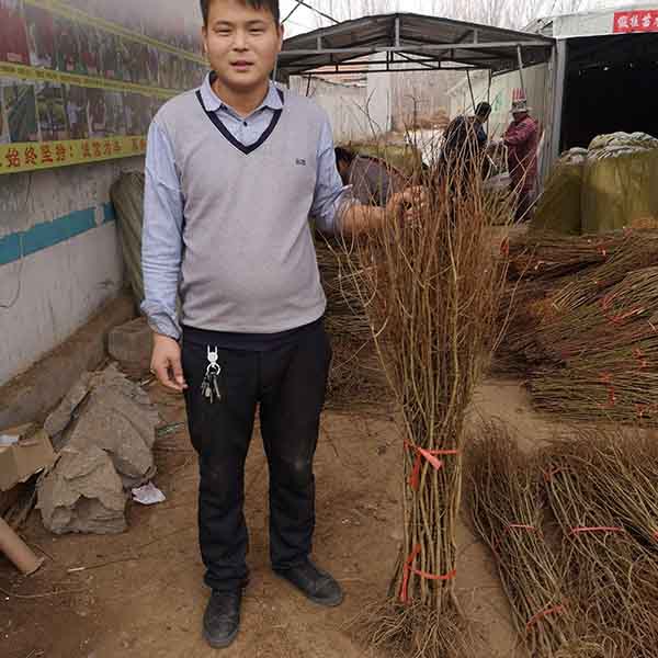 泰山紅石榴苗(圖4)