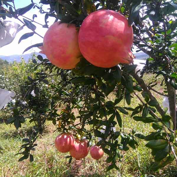 蒙陽(yáng)紅石榴苗(圖1) 蒙陽(yáng)紅石榴苗(圖1)