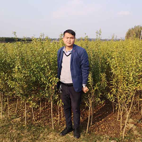 蒙陽(yáng)紅石榴苗(圖2) 蒙陽(yáng)紅石榴苗(圖2)