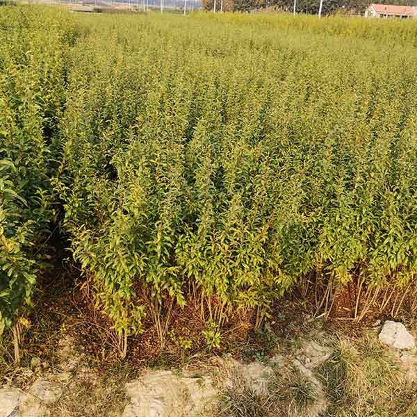 蒙陽(yáng)紅石榴苗(圖4) 蒙陽(yáng)紅石榴苗(圖4)