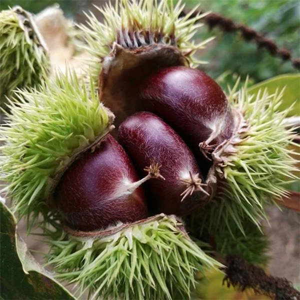 泰山薄殼板栗苗