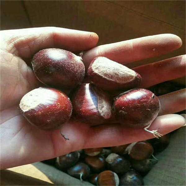 華豐板栗苗(圖3)