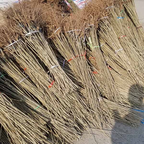 華豐板栗苗(圖4)