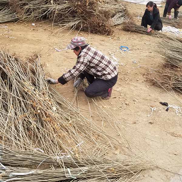 華豐板栗苗(圖2)