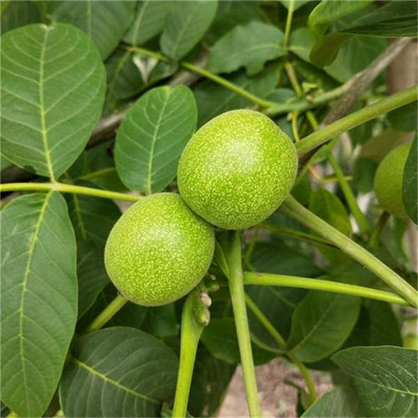 清香核桃苗(圖4) 清香核桃苗(圖4)