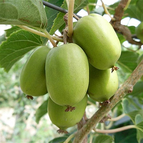 龍城2號軟棗獼猴桃苗(圖1)